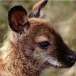 Join us for this upcoming Zoom presentation from Eyes of the Wild!