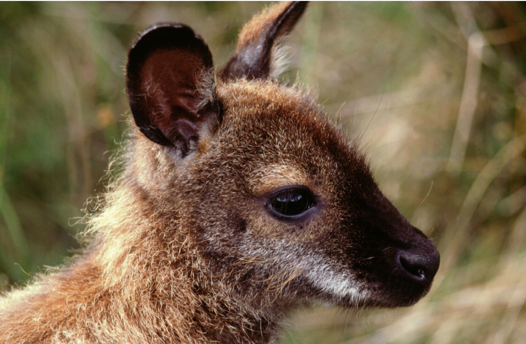 Join us for this upcoming Zoom presentation from Eyes of the Wild!